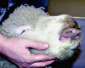 Симптомы оспы у овец