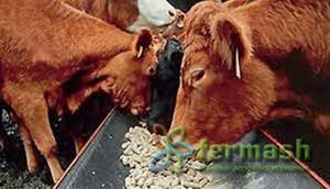 - Скармливание подсолнечного шрота разным видам сельскохозяйственных животных - kormlenie