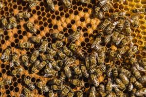 Сколько может быть пчел в одной семье и улье