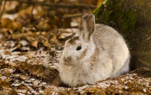 Сколько живут дикие кролики?