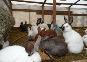 Содержание кроликов в общем помещении