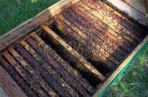 Содержание пчёл в улье-лежаке