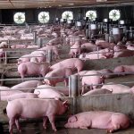 Содержание свиней в свинарнике с вентилцией