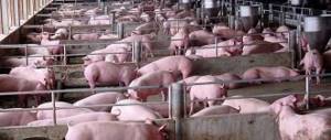 Содержание свиней в свинарнике с вентилцией