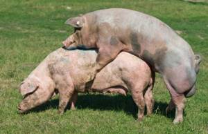 Спаривание свиней