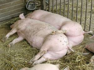 Спаривать свиней нужно в половозрелом возрасте