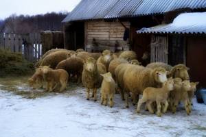 Стадо куйбышевских овец с потомством