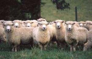 стадо куйбышевских овец