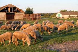 стая куйбышевских белых овец