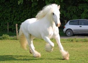 Существует ли белая лошадь?