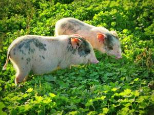 Свиньи едят траву
