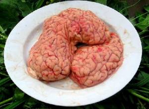 Свиной мозг