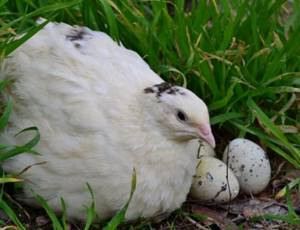 техасский белый перепел сидит на яйцах