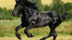 Точки зрения на происхождение породы и степень ее родства с арабскими лошадьми расходятся