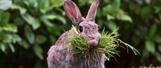 Трава для кроликов