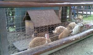 Требования к условиям содержания кроликов фото