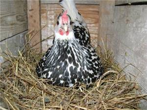 У гамбургских кур инстинкт высиживания яиц полностью отсутствует