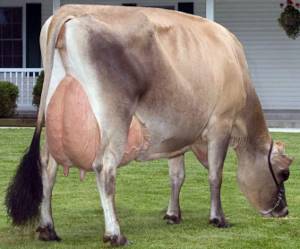 У коров есть некая кривизна задних конечностей