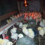 Уход за цыплятами: правильные условия содержания и питание птенцов