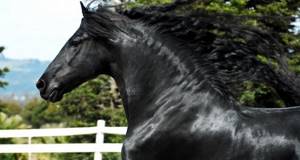 Уникальность фризской лошади