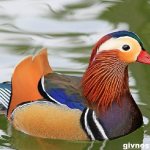 Утка-мандаринка-Образ-жизни-и-среда-обитания-утки-мандаринки-9