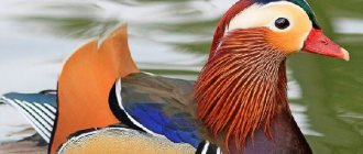 Mandarin-duck-Lifestyle-and-habitat-of-mandarin-ducks-9