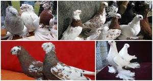 узбекские голуби