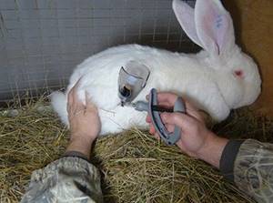 Вакцинация кроликов фото