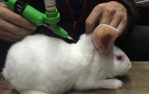 Вакцинация кроликов хиплус и хиколь