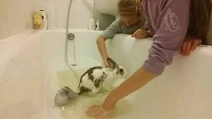 Ванна может стать сильным стрессом для кролика