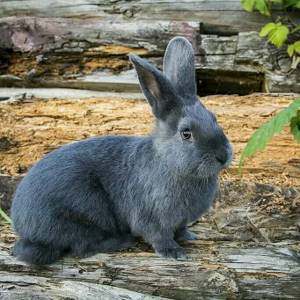 Венская голубая порода кролика