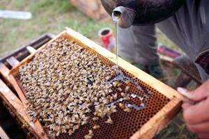 Весенняя подкормка пчёл
