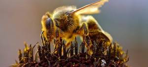Виды, строение, биология медоносной пчелы