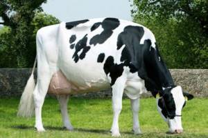 Внешний вид голландской коровы