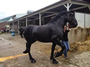 Во Франции разведению лошадей породы Першерон отводится особо важное место