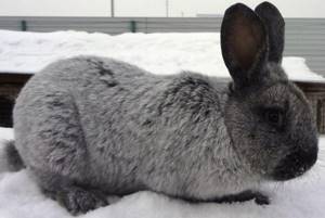 Вуалево-серебристый - Меховые породы кроликов