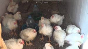 Выращивание цыплят несушек в домашних условиях