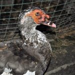 Выращивание индоуток на мясо