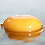 Яичный желток