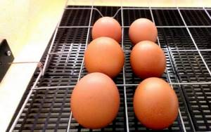 Яйца в инкубаторе «Золушка»