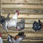 Загон для кур с выгулом: как сделать его в виде вольера, как построить хороший курятник с летним выгулом из рабицы на 10 или 30 несушек своими руками, фото