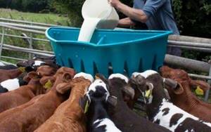 Заменитель по питательности идентичен натуральному молоку, в его состав входят дополнительные вещества, усвоение организмом происходит лучше