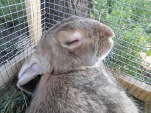 Затрудненное дыхание у кролика