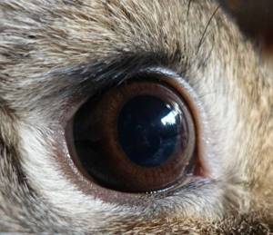 Здоровый глаз кролика
