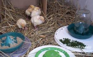 Зеленые «травяные» корма в рацион цыплят нужно вводить с первого дня