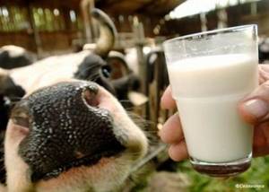 Жирность молока у коровы