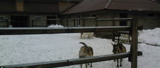 Зимний выгул для коз