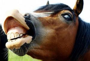 зубы коня